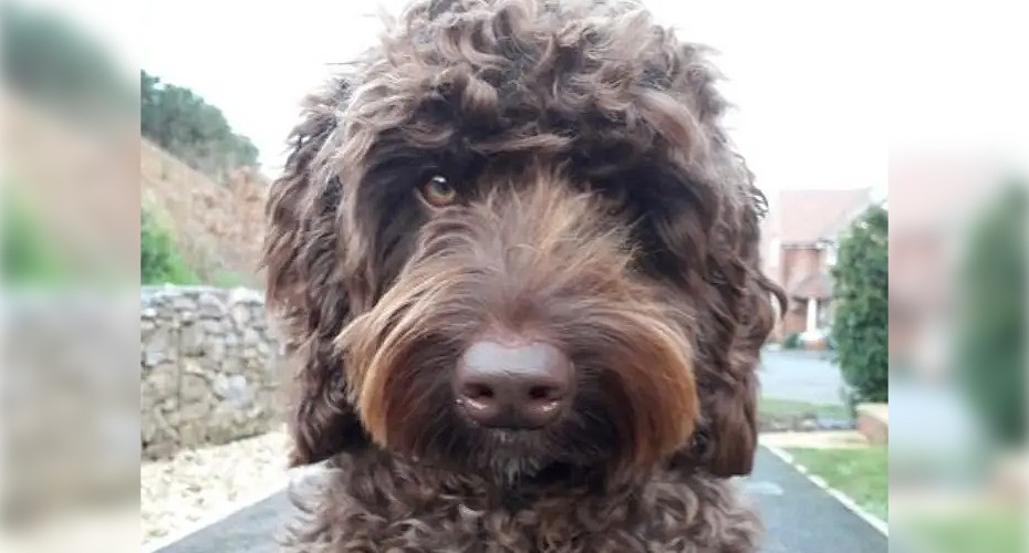 Photo of digby the dog.