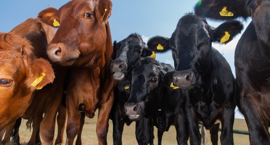 Herd of cows mooing in front of the camera, close up. Two brown cows and four black cows.