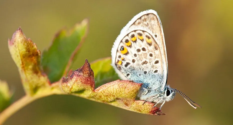 Close-up of a butterfly perched on a leaf.