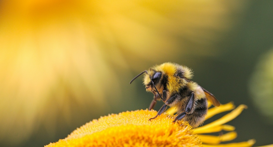 Bee on flower