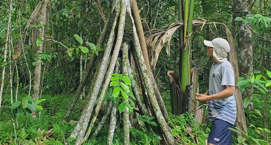 A wigwam of tree branches in a forest with a man