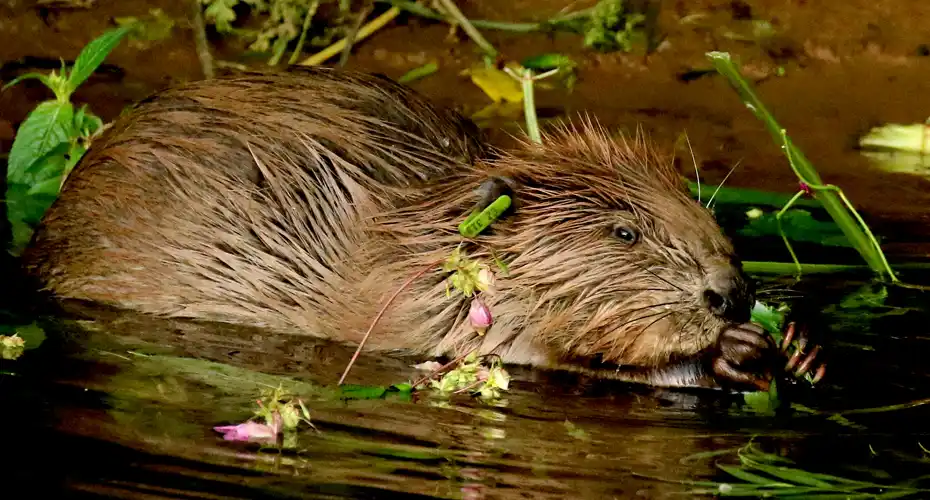 Beaver by David White