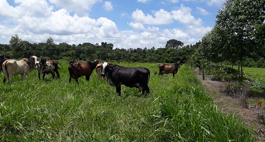 Cows in a field