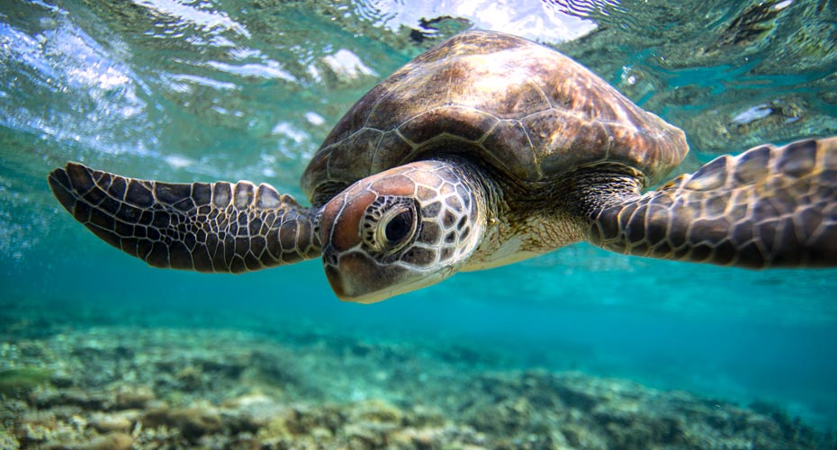 A sea turtle underwater