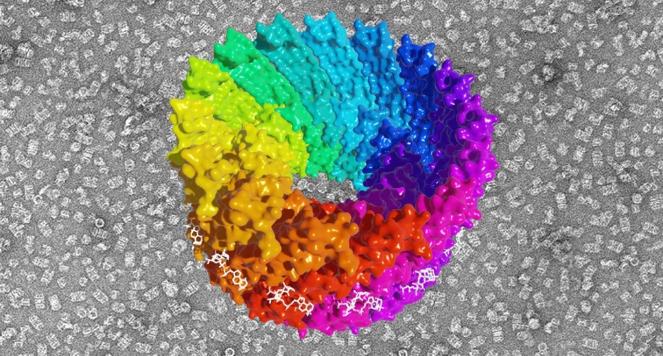 Electrom microscope image