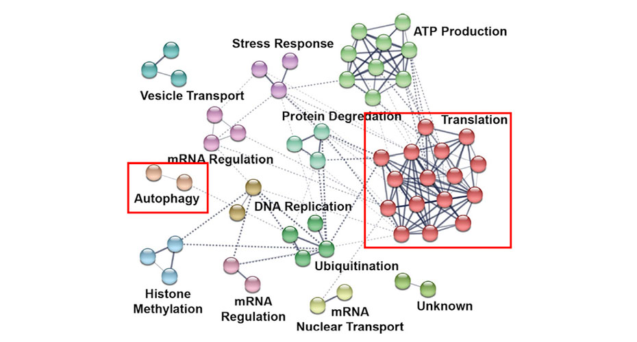 Diagram to depict gene expression