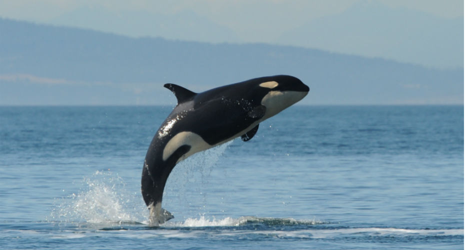 Orca whale jumping