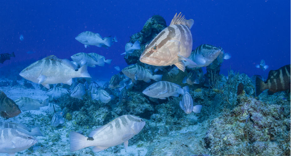 Fish on reef