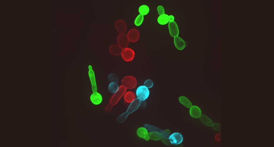Candida albicans