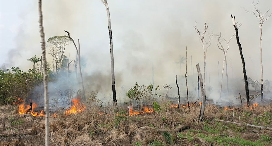 Aerial views of fire in the Amazon Rainforest. The forest is all bare, raw branches amid a fog of smoke.