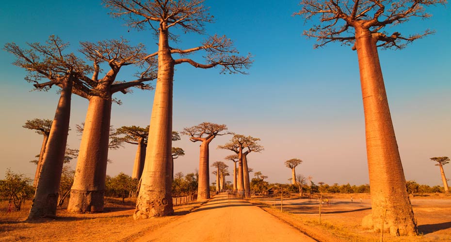 Sub-Saharan-Africa
