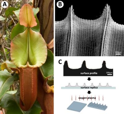 Bioinspired micropatterned metamaterials for directional fluid transport